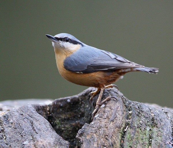 Nuthatch - Middlewood Nature Reserve