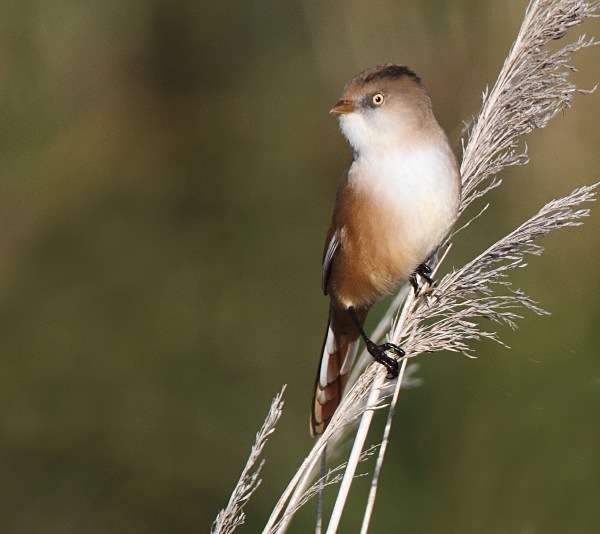 Female Bearded Tit - Norfolk, Autumn 2011