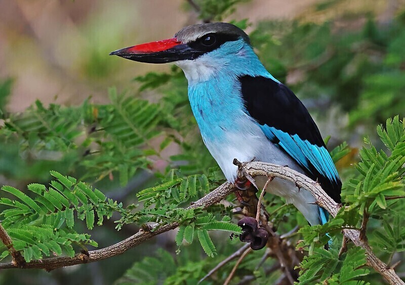 Blue Breasted Kingfisher - The Gambia Januarry 2026