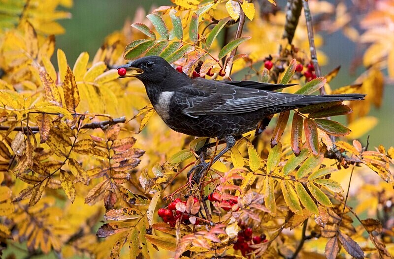 Male Ring Ouzel - Ring Ouzels
