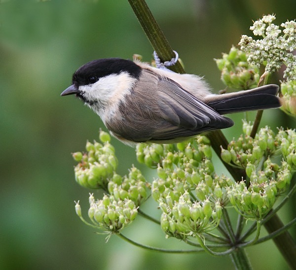 Willow Tit - Crests & Tits