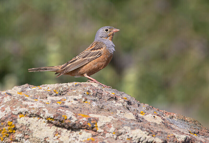 Cretzschmar's Bunting - Lesvos May 2022