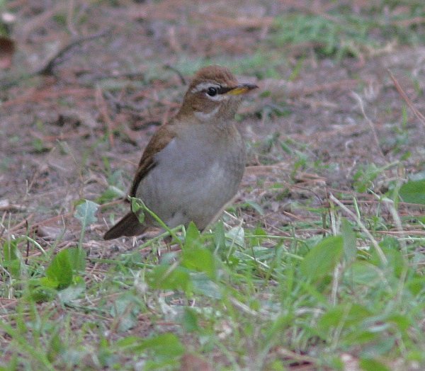 Female Siberian Thrush - China Birds