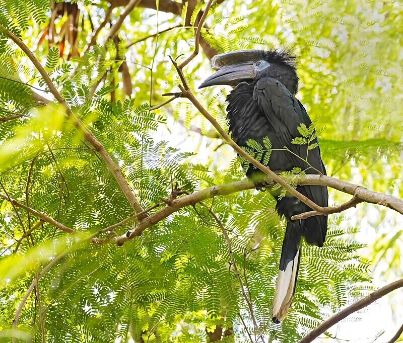 Black and White Casqued Hornbill - The Gambia Nov/Dec 2023