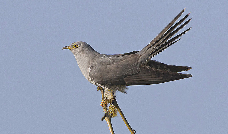 Male Cuckoo - Cuckoos, Shrikes & Waxwings
