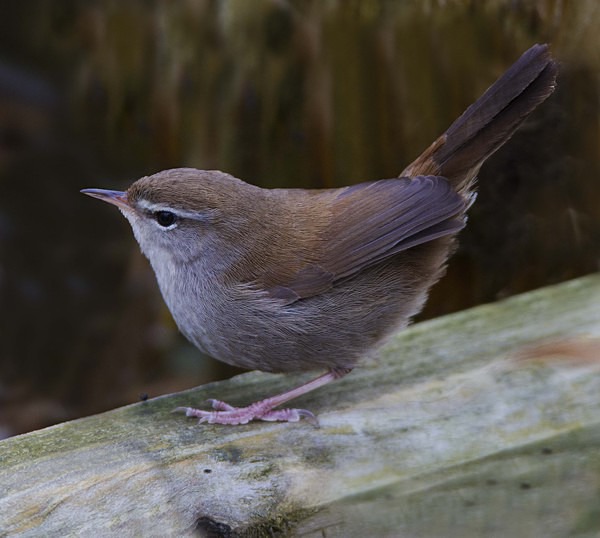 Cettis Warbler. - Warblers