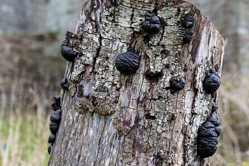 King Alfred's Cakes - Brackets
