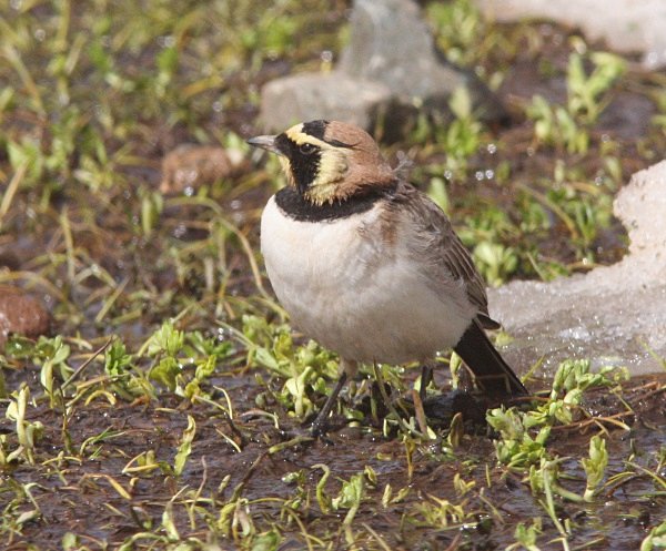 Shore Lark - Morocco Birds