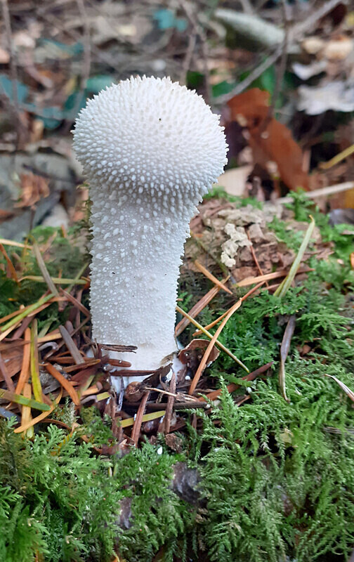Common Puffball. - Puffballs and Earthballs