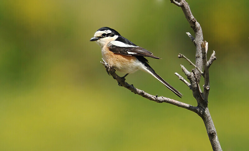 Masked Shrike - Lesvos 2025