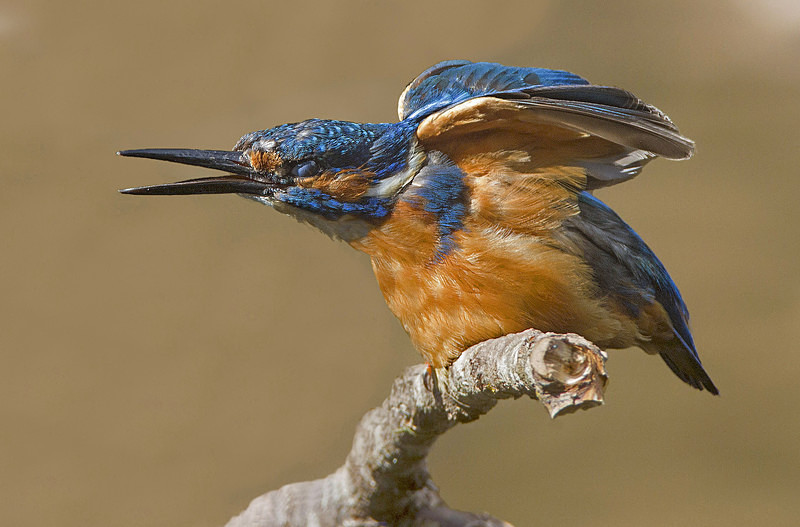 Male Kingfisher - Kingfishers