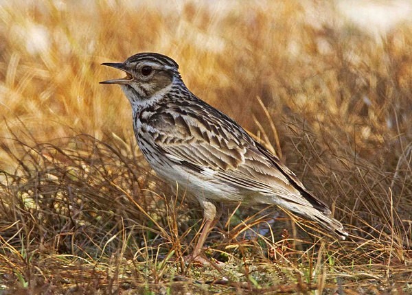 Woodlark - Extremadura, Spain