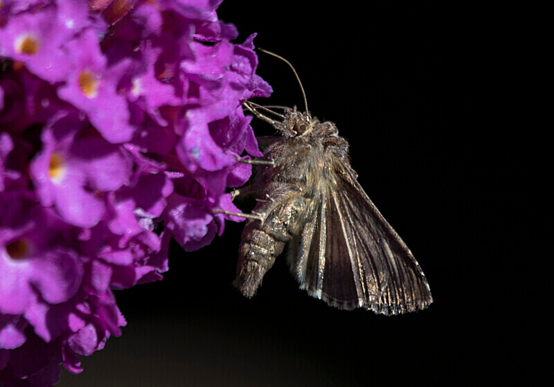 Silver Y Moth - Images from the small world.
