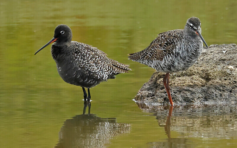 Spotted Redshanks - Lesvos 2025