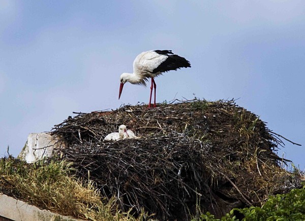 White Stork - Extremadura, Spain