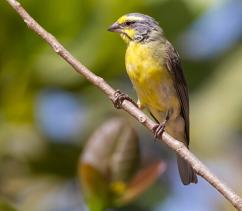 Yellow Fronted Canary - The Gambia Nov/Dec 2023