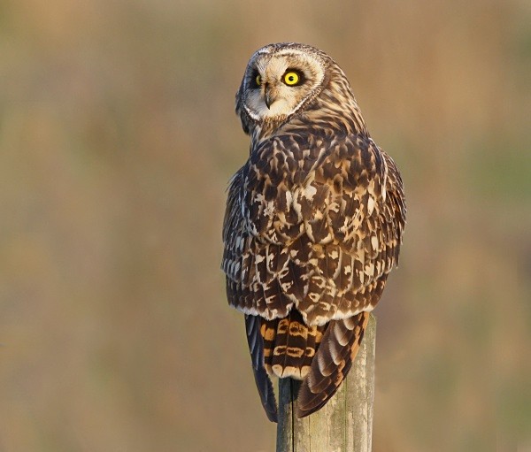 Short Eared Owl