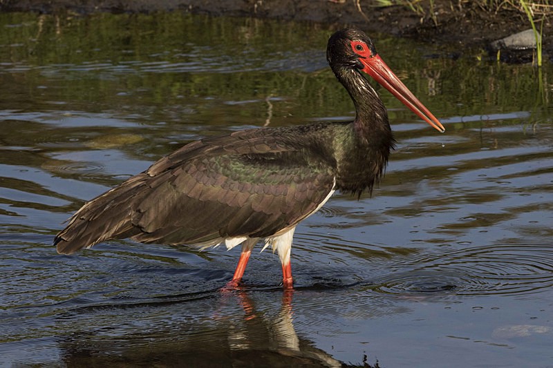 Black Stork - Lesvos 2015