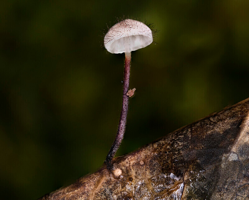 Holly Parachute - Caps