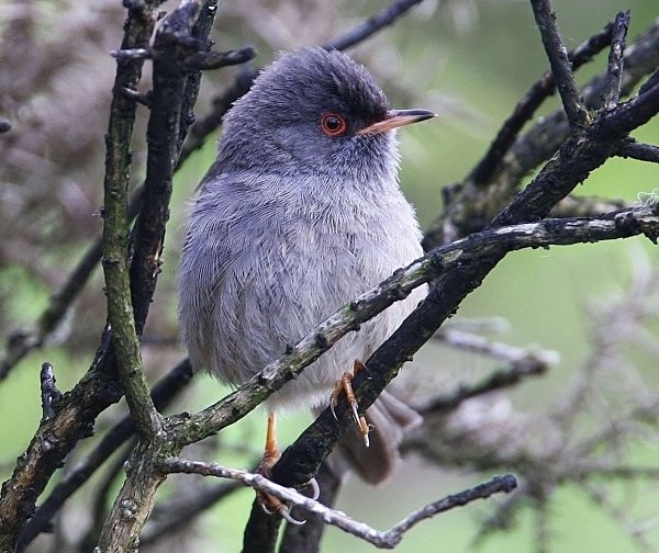  - Marmora's Warbler