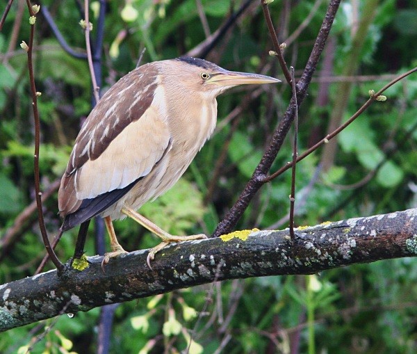Little Bittern - Lesvos 2011