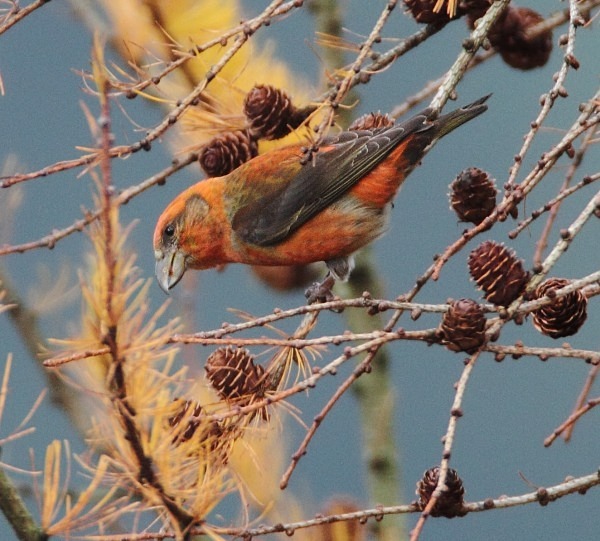 Male Crossbill - Crossbills