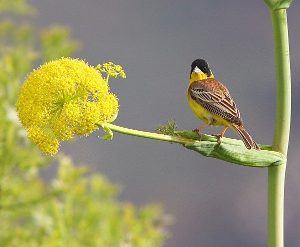 Black Headed Bunting - Lesvos 2011