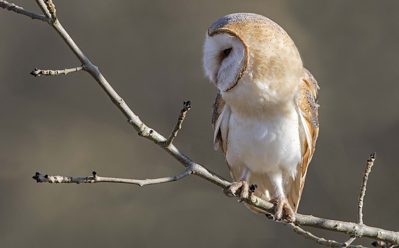 Barn Owl - Owls, Raptors, Corvids & Doves