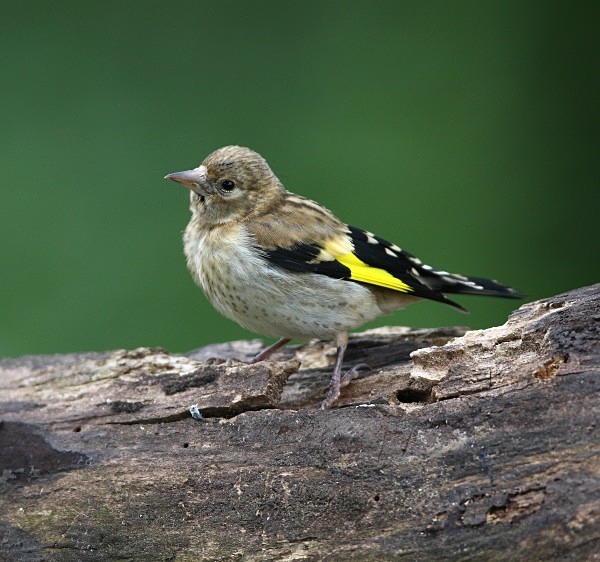 Goldfinch - Juvenile Birds