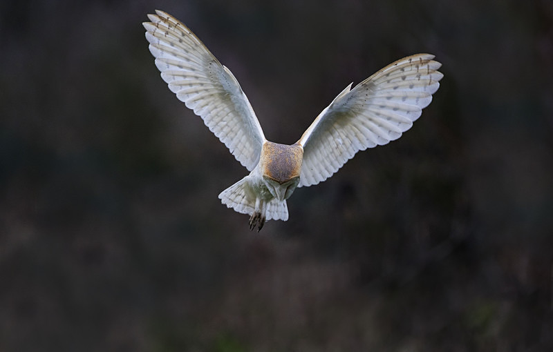 Barn Owl - Norfolk Winter 2016