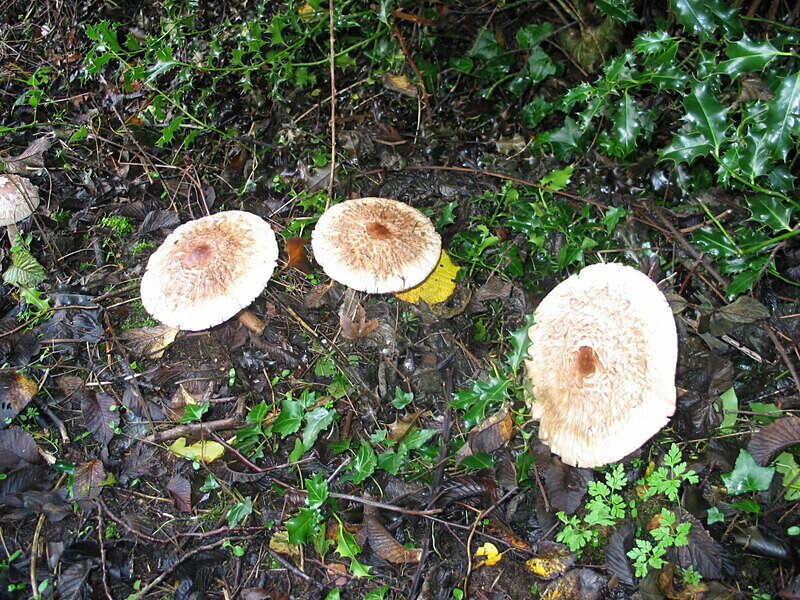 Stinking Dapperling - Caps