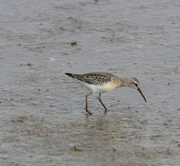 Curlew Sandpiper - Waders and Plovers