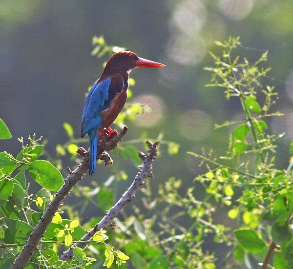 White Throated Kingfisher - Indian Birds