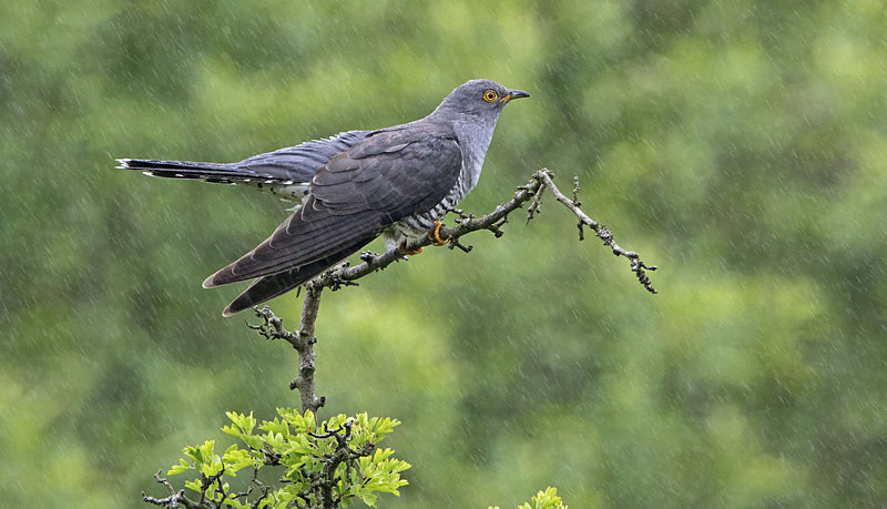 Male Cuckoo - Cuckoos