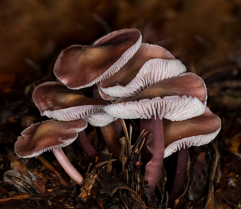 Lilac Bonnet - Caps