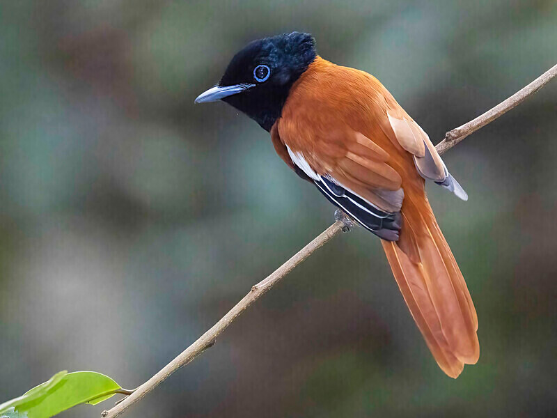 Red Bellied Paradise Flycatcher - The Gambia Nov/Dec 2023