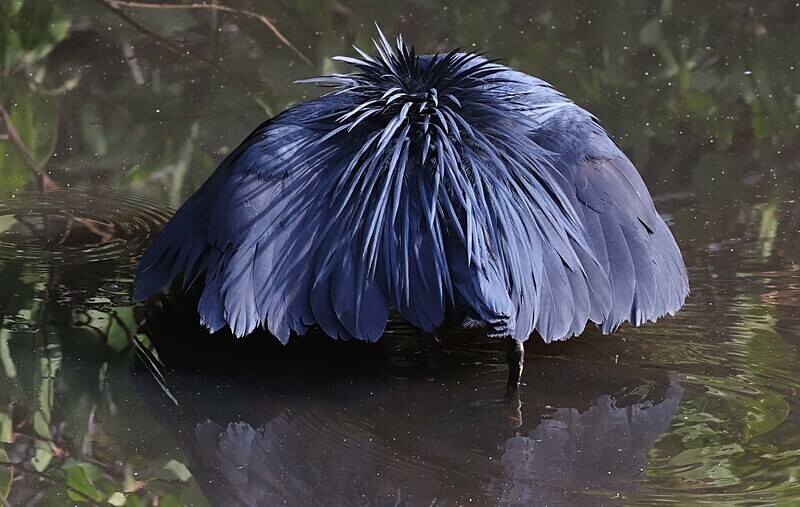 Black Heron - The Gambia Januarry 2026