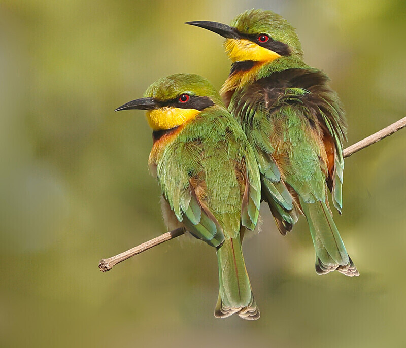 Little Bee Eaters - The Gambia Januarry 2026