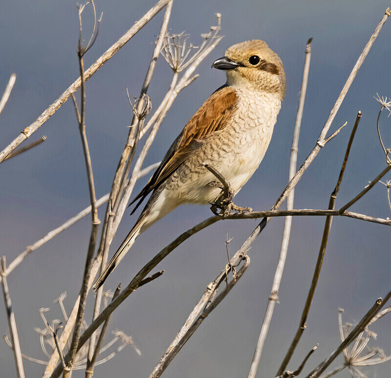 Red Backed Shrike. - Lesvos April/May 2023