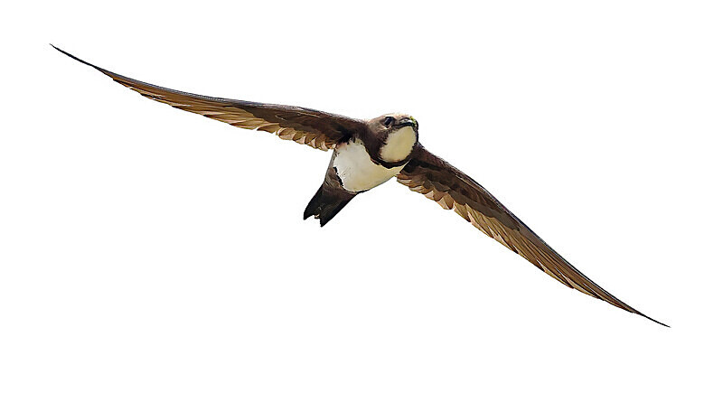Alpine Swift - Lesvos 2025