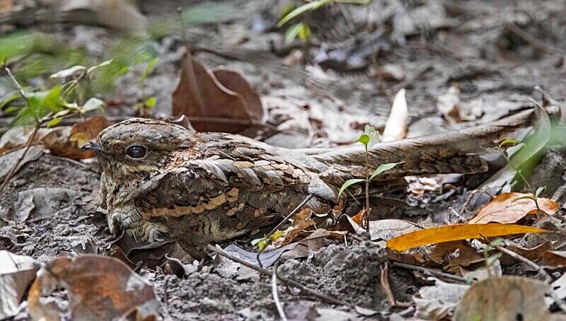Long Tailed Nightjar - The Gambia Nov/Dec 2023
