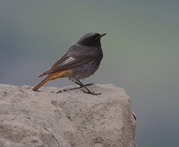 Black Redstart - Common & Black Redstarts