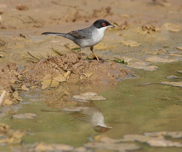 Sardinian Warbler - Morocco Birds