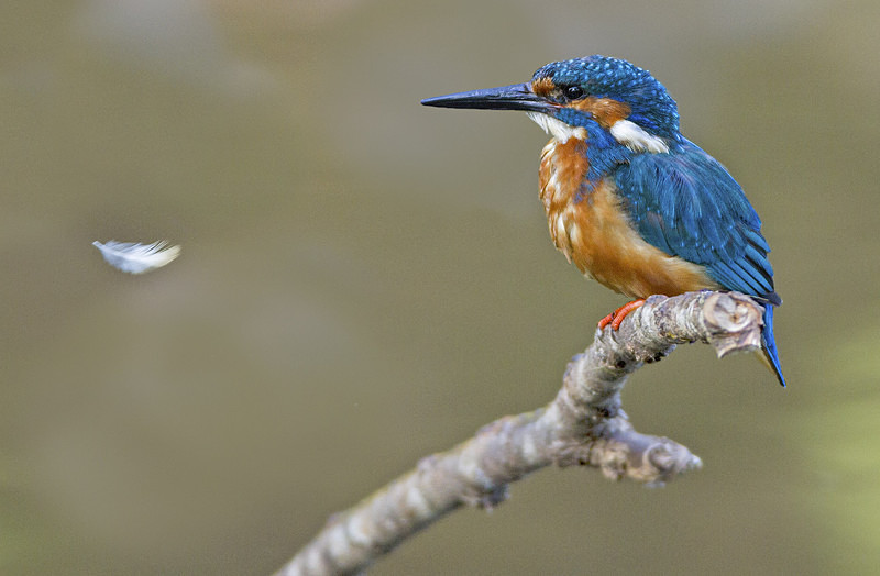 Male Kingfisher - Kingfishers