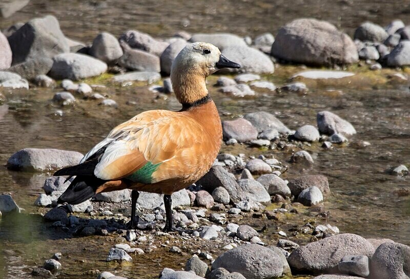 Ruddy Shelduck - Lesvos May 2022