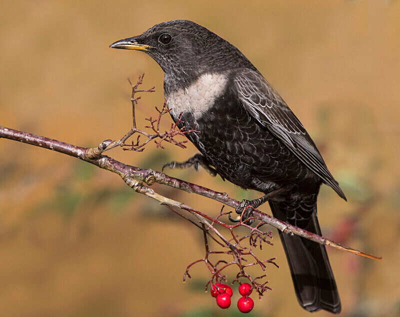 Ring Ouzel - Ring Ouzels