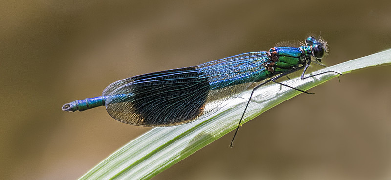 Banded Demoiselle - Dragonflies and Damselflies