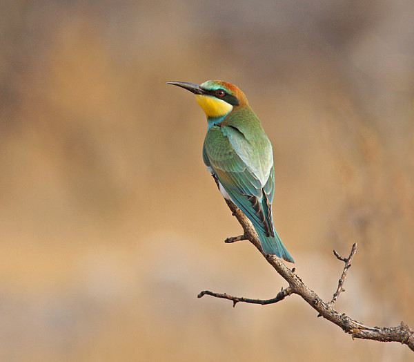 European Bee Eater - Cyprus Birds