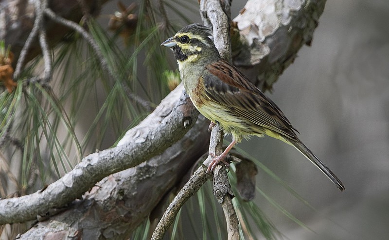 Cirl Bunting - Lesvos 2015