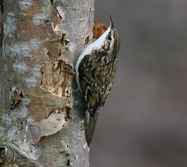 Treecreeper - Nuthatches & Treecreepers